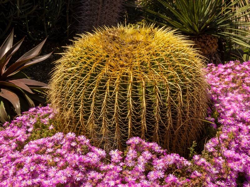 Jardin Exotique d’Èze  2025-05-15 1-1