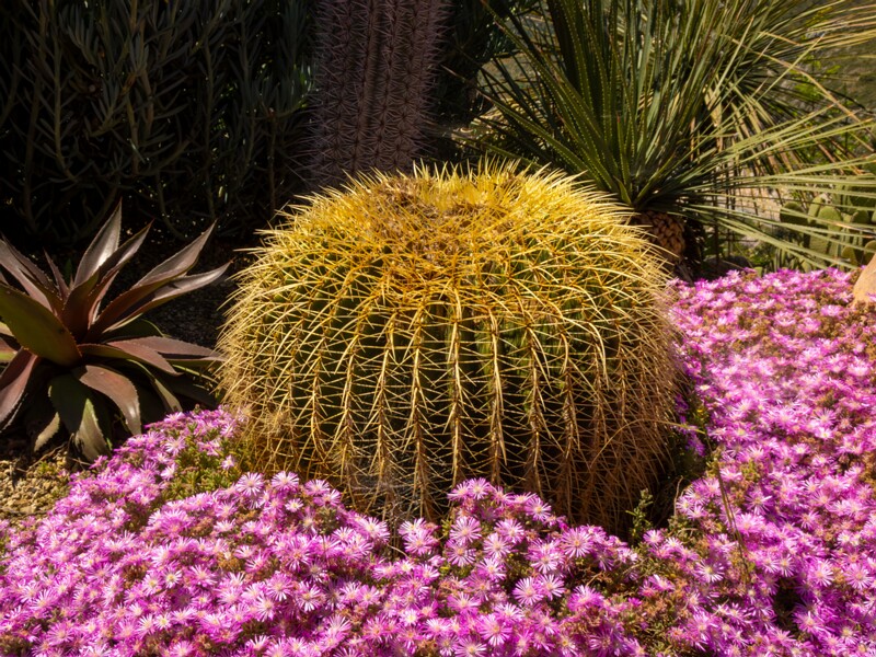 Jardin Exotique d’Èze  2025-05-15 1-2