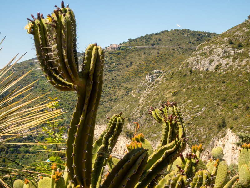 Jardin Exotique d’Èze  2025-05-15 1-3