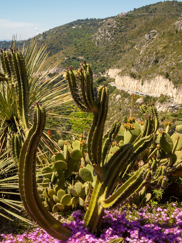 Jardin Exotique d’Èze  2025-05-15 1-4