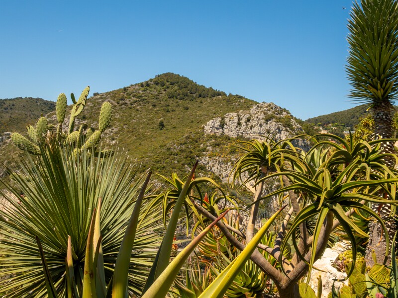 Jardin Exotique d’Èze  2025-05-15 1-6