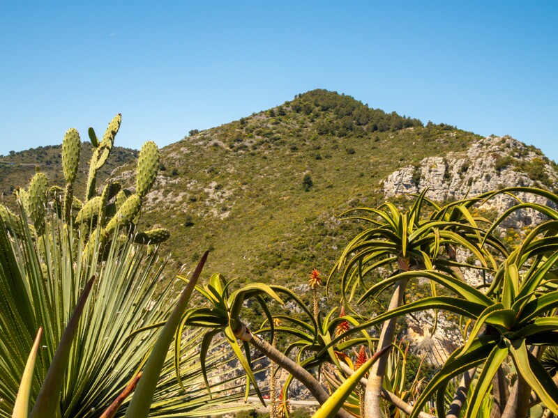 Jardin Exotique d’Èze  2025-05-15 1-7