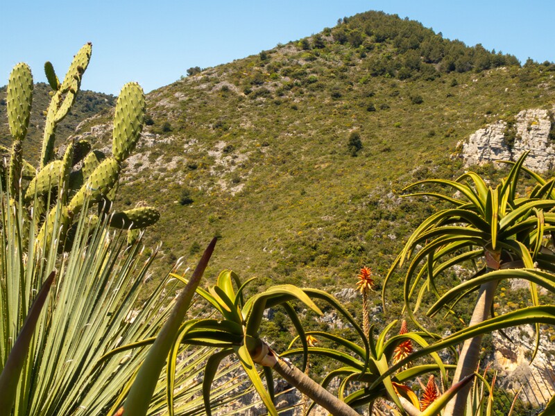 Jardin Exotique d’Èze  2025-05-15 1-8