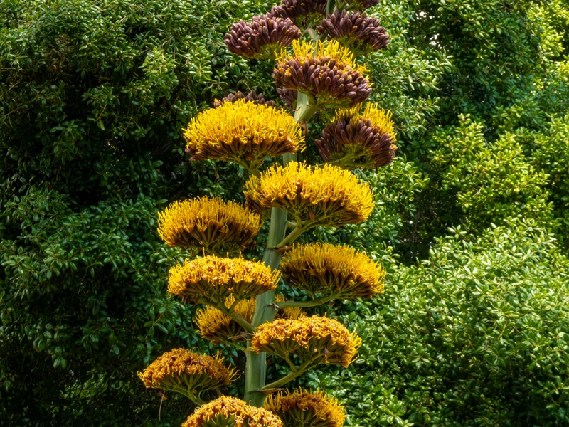 Agave promontorii  2025-05-13 1-1