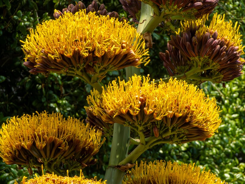 Agave promontorii  2025-05-13 1-2