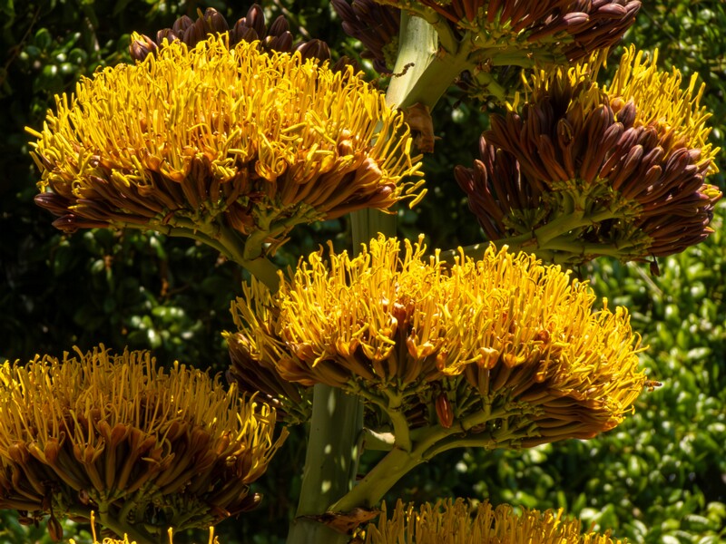 Agave promontorii  2025-05-13 1-3