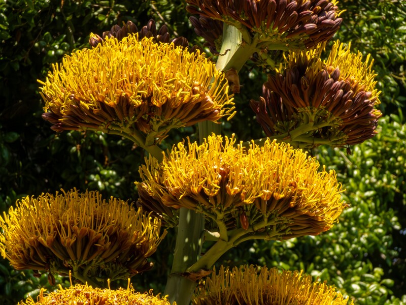 Agave promontorii  2025-05-13 1-4
