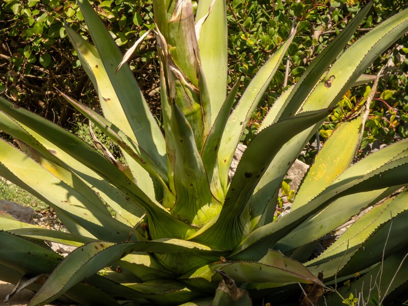 Agave promontorii  2025-05-13 1-5
