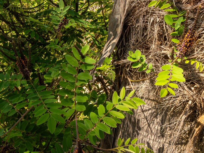 Amorpha fruticosa  2025-05-13 1-3