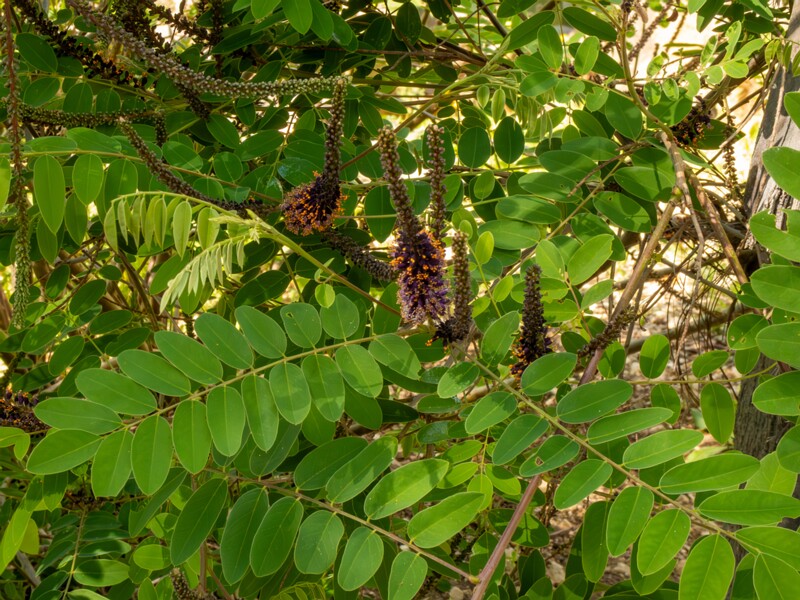 Amorpha fruticosa  2025-05-13 1-5