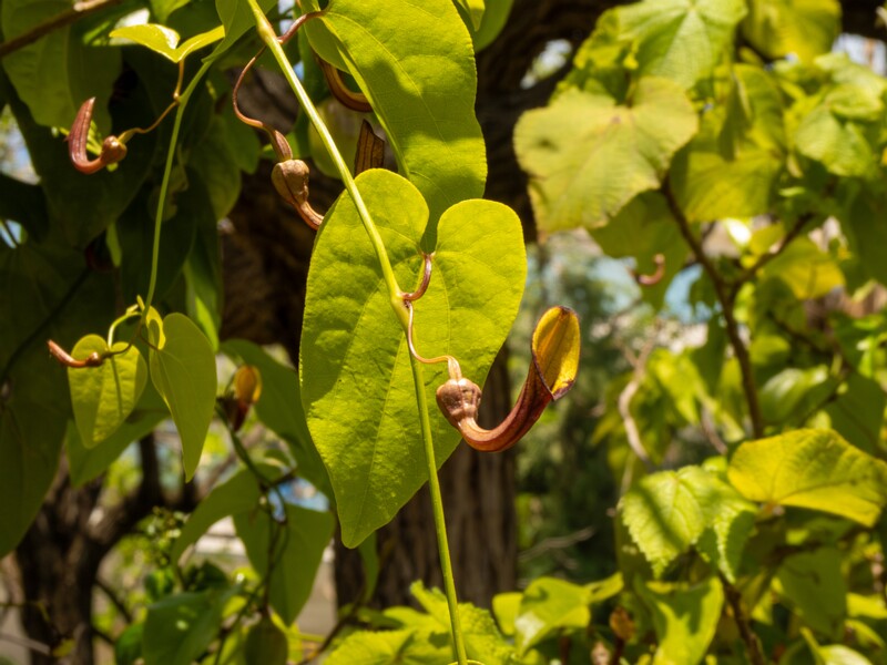 Aristolochia altissima  2025-05-13 1-1