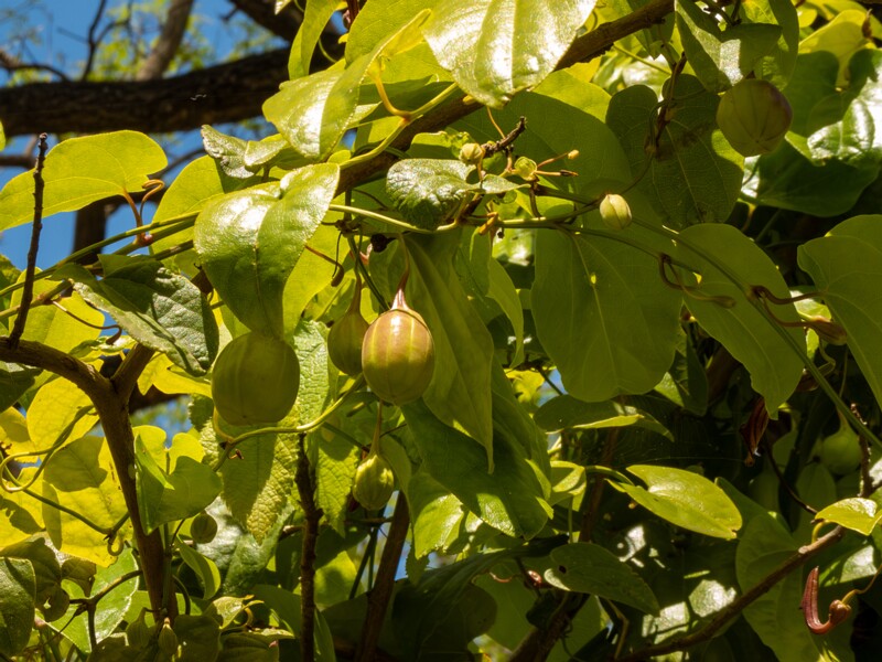 Aristolochia altissima  2025-05-13 1-2