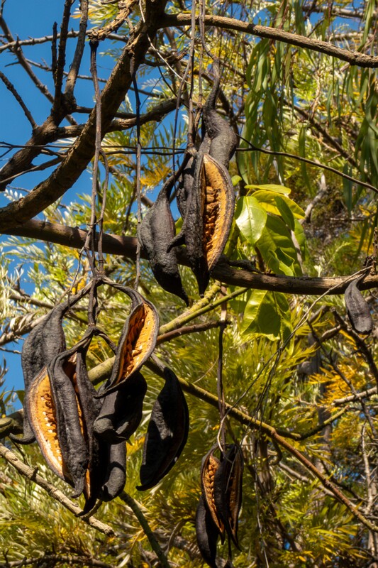 Brachychiton acerifolius  2025-05-13 1-1