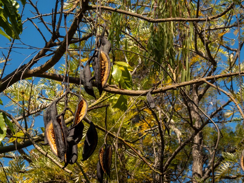 Brachychiton acerifolius  2025-05-13 1-2