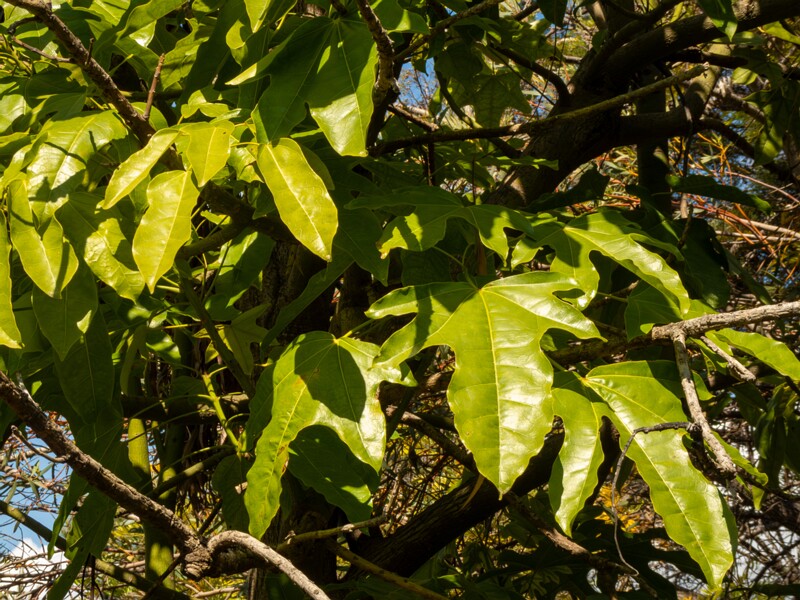 Brachychiton acerifolius  2025-05-13 1-3