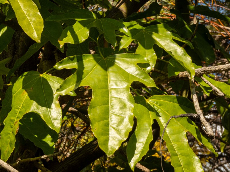 Brachychiton acerifolius  2025-05-13 1-4