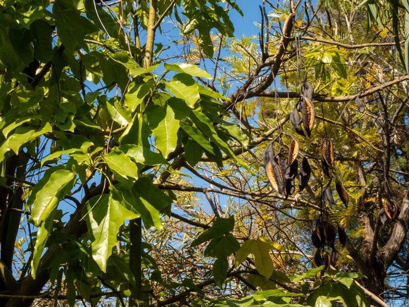 Brachychiton acerifolius  2025-05-13 1-5