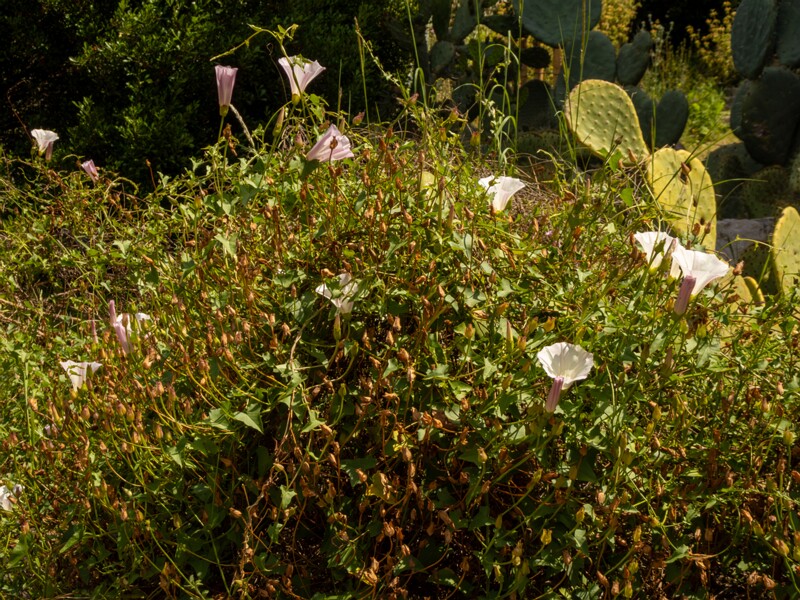 Calystegia macrostegia  2025-05-13 1-6