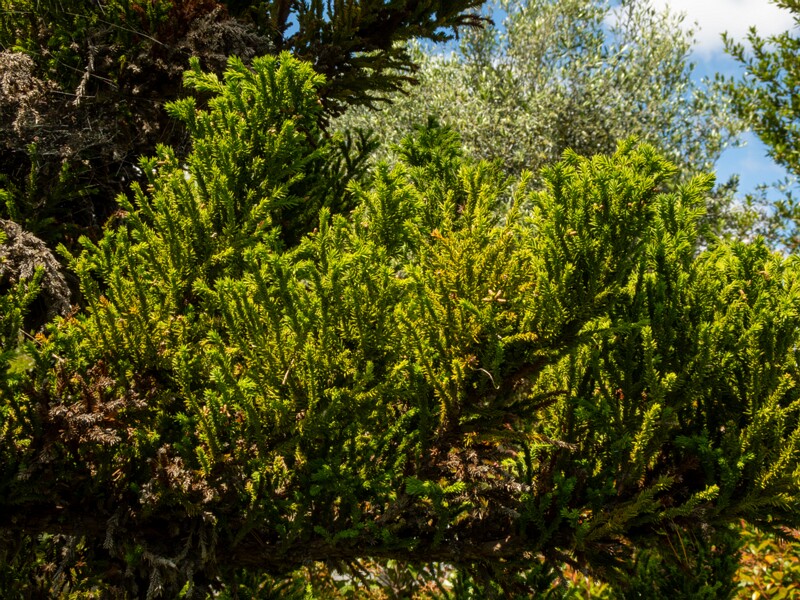 Cryptomeria japonica  2025-05-13 1-1