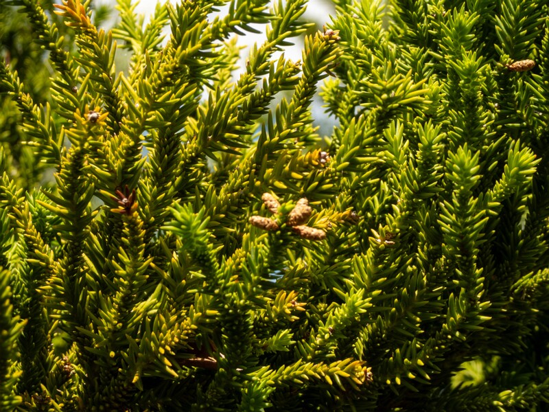 Cryptomeria japonica  2025-05-13 1-2