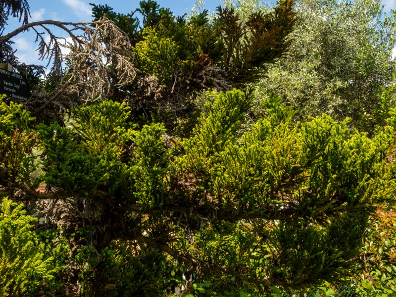 Cryptomeria japonica  2025-05-13 1-3