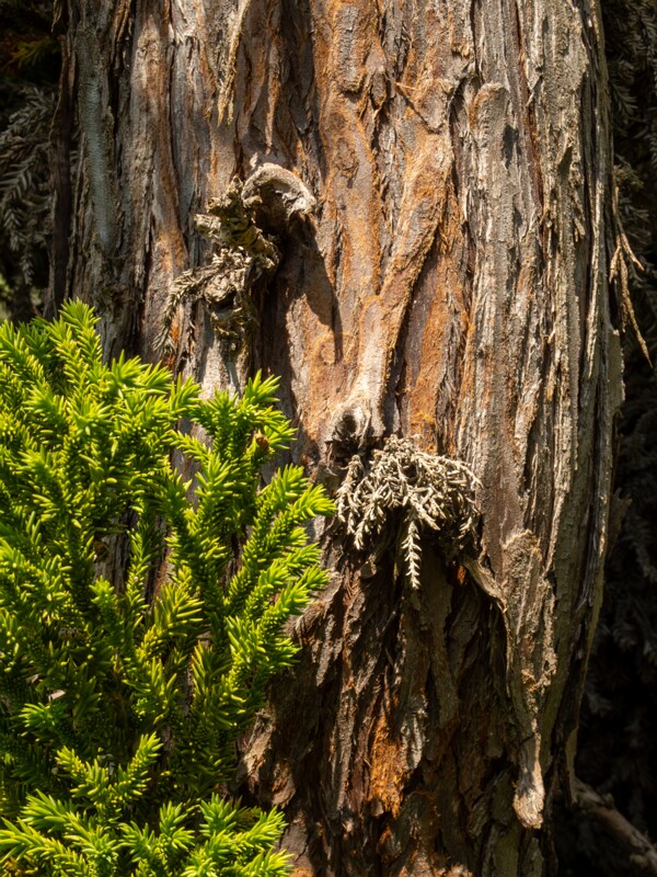 Cryptomeria japonica  2025-05-13 1-5