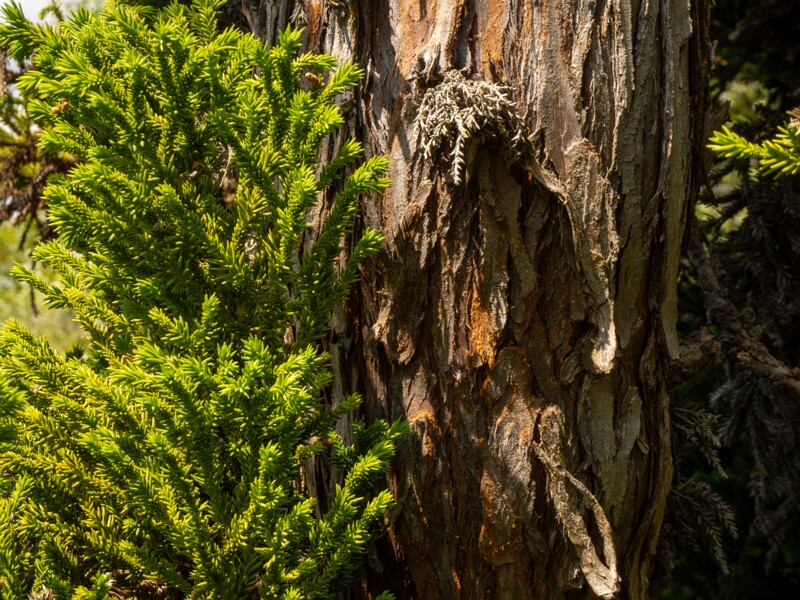 Cryptomeria japonica  2025-05-13 1-6