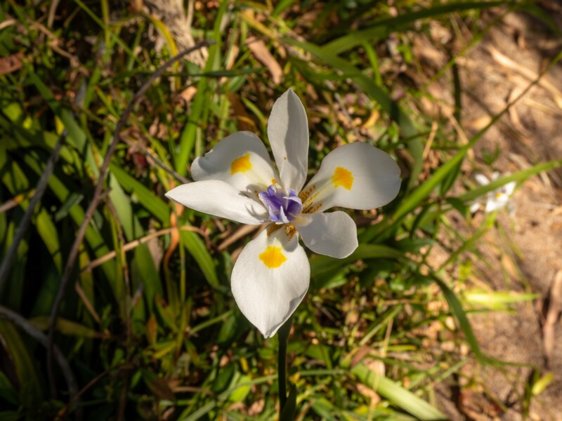 Dietes iridioides  2025-05-13 1-1