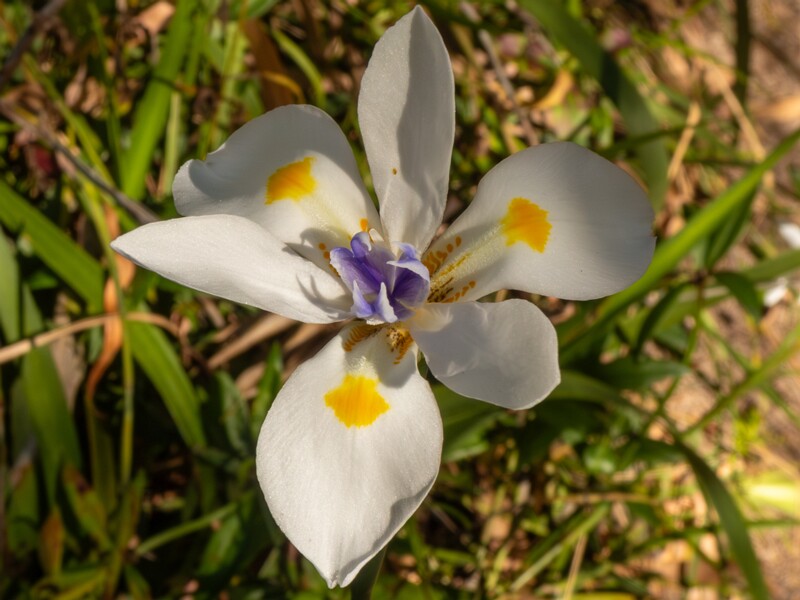 Dietes iridioides  2025-05-13 1-2