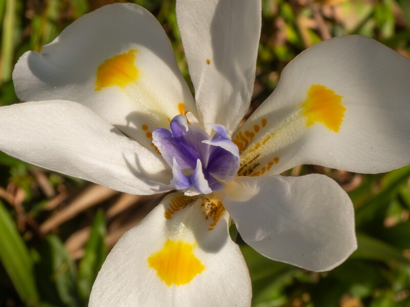 Dietes iridioides  2025-05-13 1-3