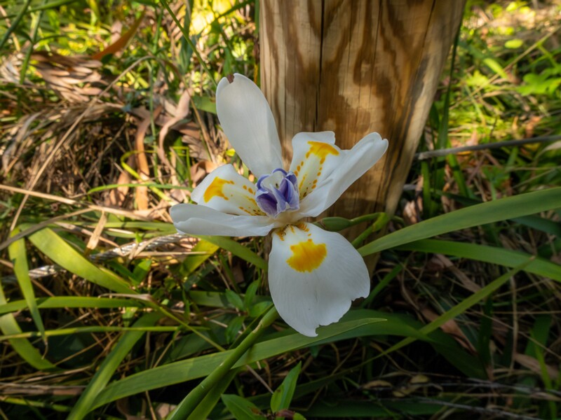 Dietes iridioides  2025-05-13 1-4