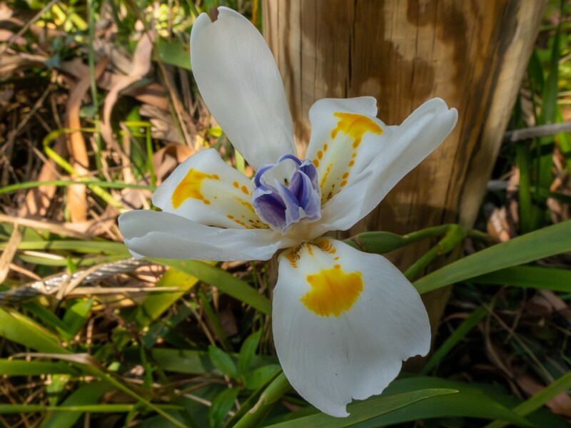 Dietes iridioides  2025-05-13 1-5