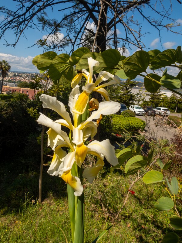 Iris orientalis  2025-05-13 1-1