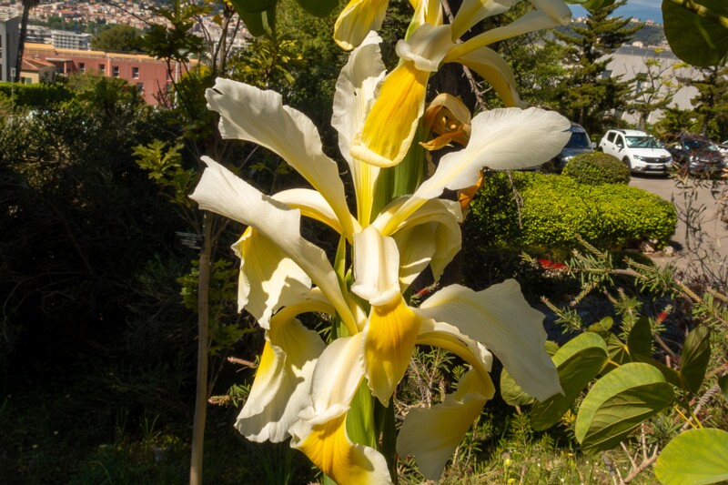 Iris orientalis  2025-05-13 1-2