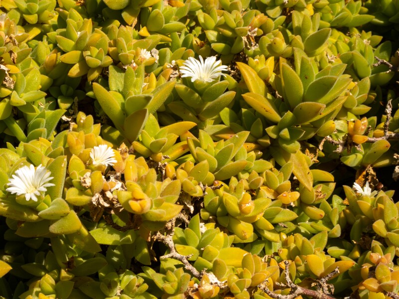 Mesembryanthemum nodiflorum  2025-05-13 1-1