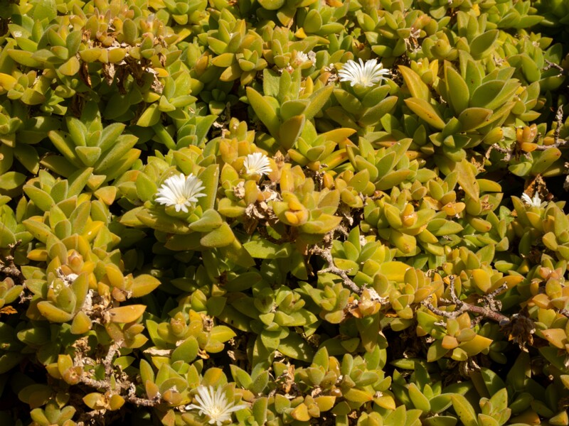 Mesembryanthemum nodiflorum  2025-05-13 1-2