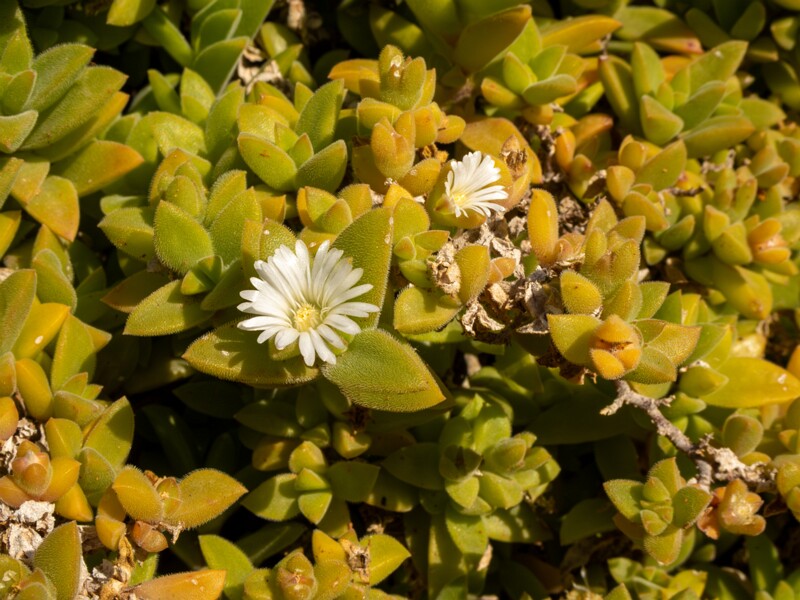 Mesembryanthemum nodiflorum  2025-05-13 1-3
