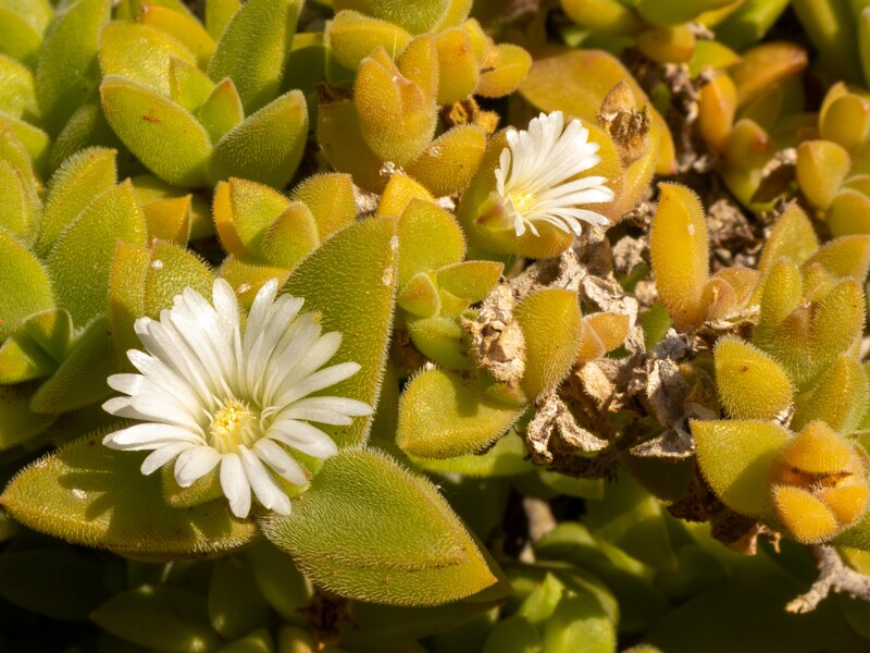 Mesembryanthemum nodiflorum  2025-05-13 1-4