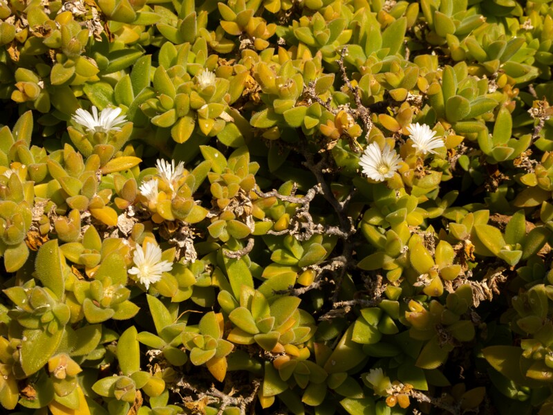 Mesembryanthemum nodiflorum  2025-05-13 1-5