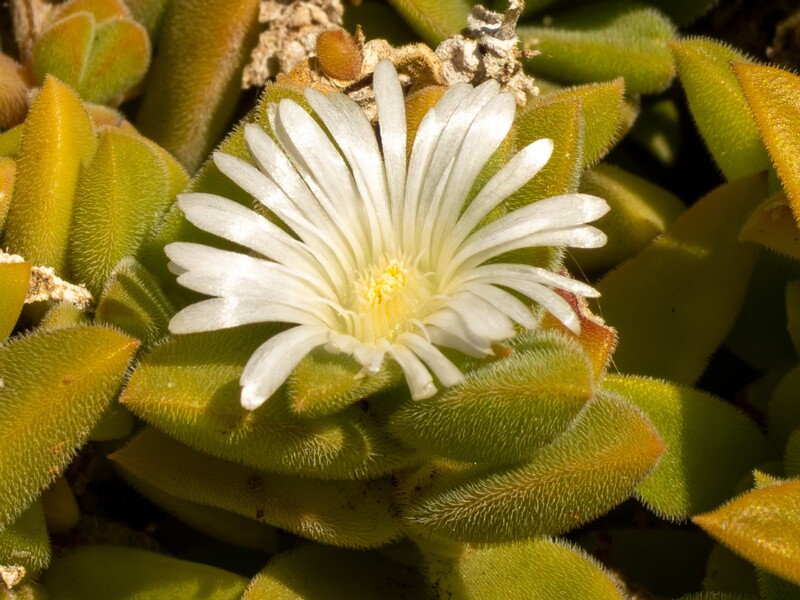 Mesembryanthemum nodiflorum  2025-05-13 1-6