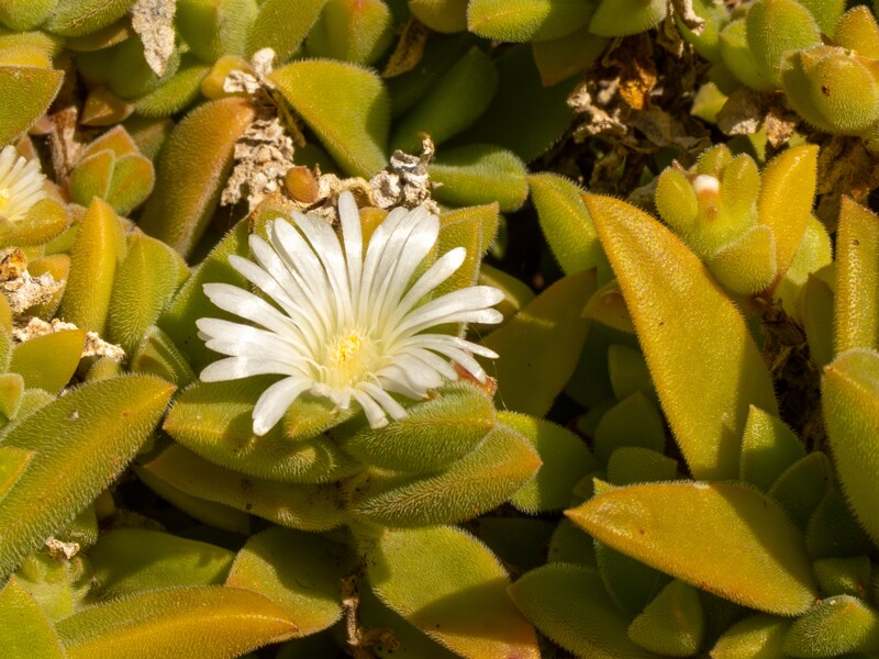 Mesembryanthemum nodiflorum  2025-05-13 1-7