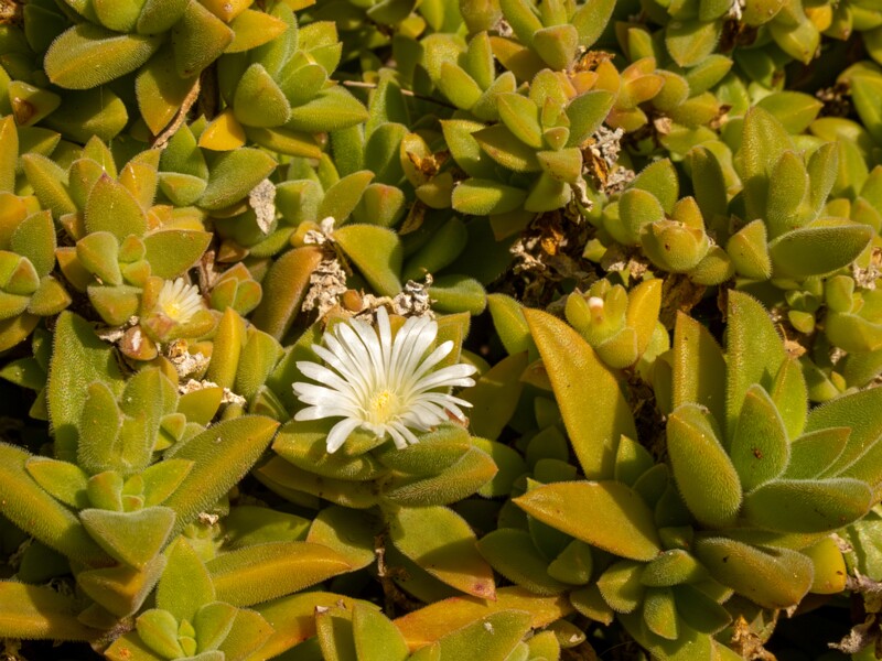 Mesembryanthemum nodiflorum  2025-05-13 1-8