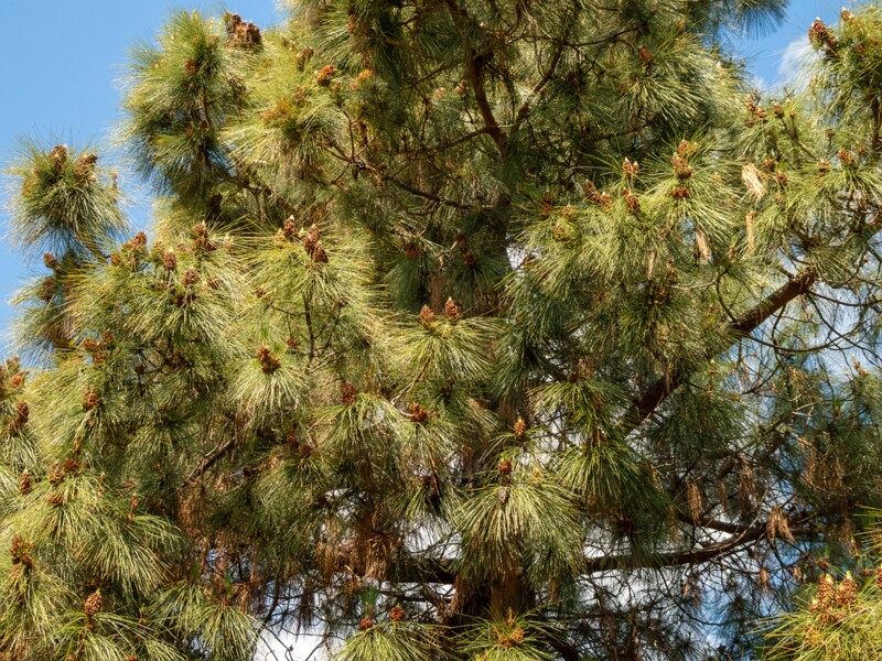 Pinus canariensis  2025-05-13 1-11