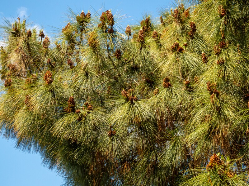 Pinus canariensis  2025-05-13 1-12