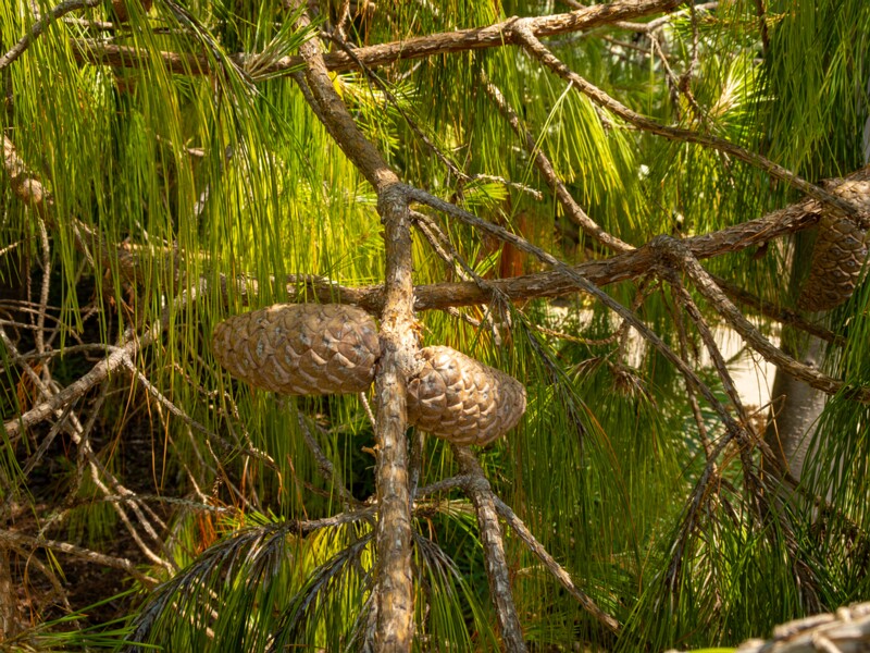 Pinus patula  2025-05-13 1-2