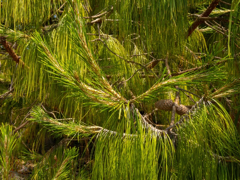Pinus patula  2025-05-13 1-4
