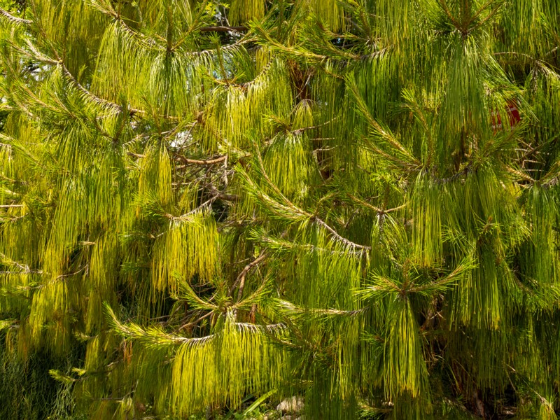 Pinus patula  2025-05-13 1-5