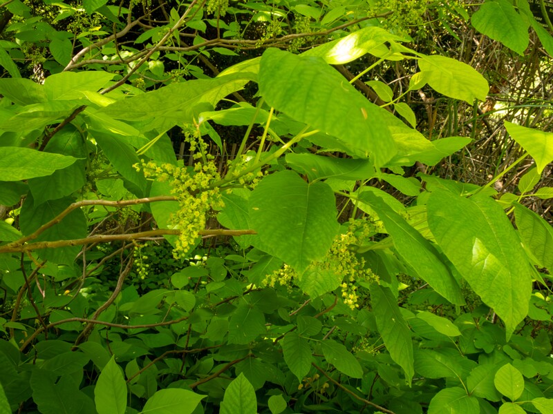 Rhus ambigua  2025-05-13 1-1