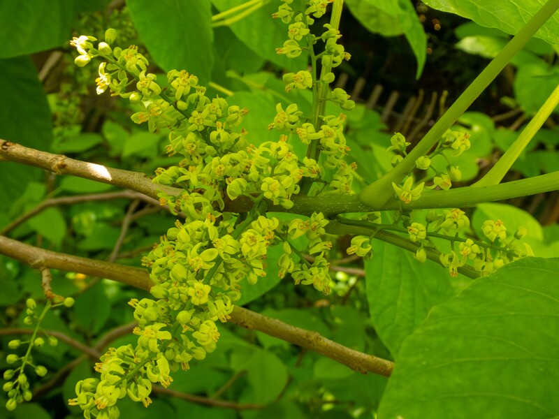 Rhus ambigua  2025-05-13 1-2