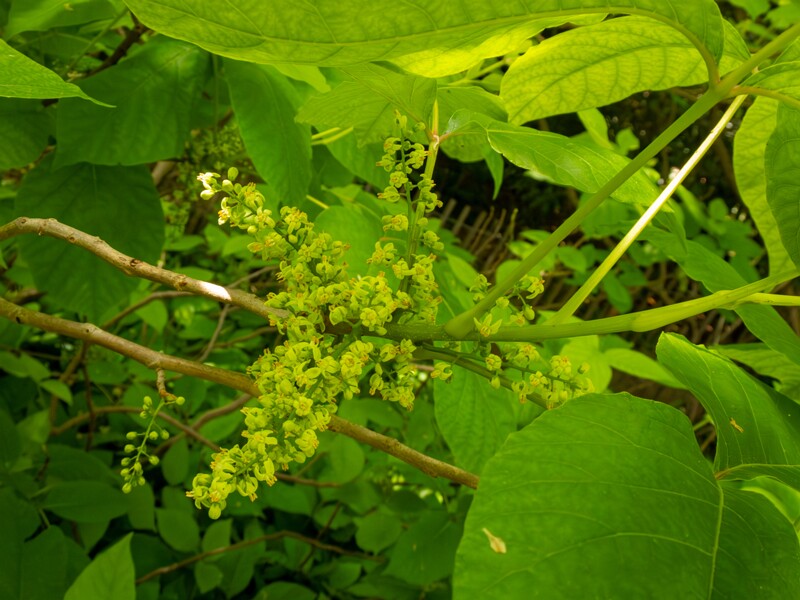 Rhus ambigua  2025-05-13 1-3